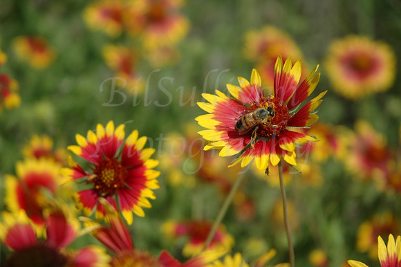 Bumblebee on Indian Paintbrush