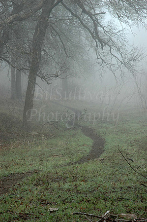 Cowpath in Fog