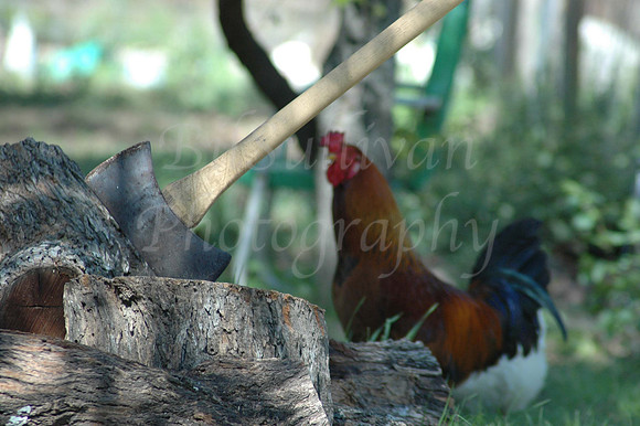 Rooster's Fate