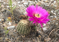 Pink Cactus Flower