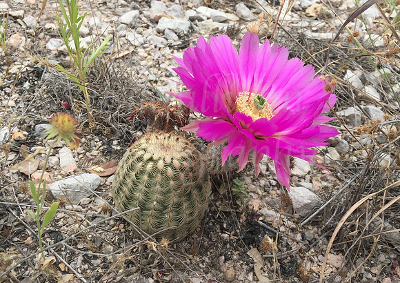 Pink Cactus Flower