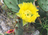 Cactus Flower