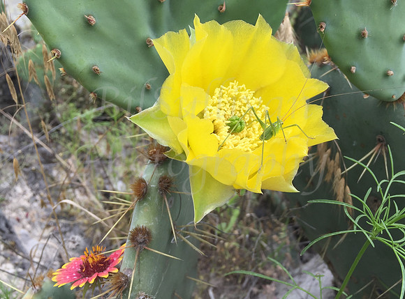 Cactus Flower