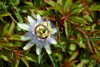 Passion Flower