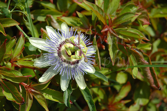 Passion Flower