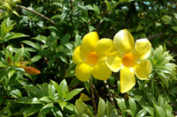 Pair Yellow Flowers