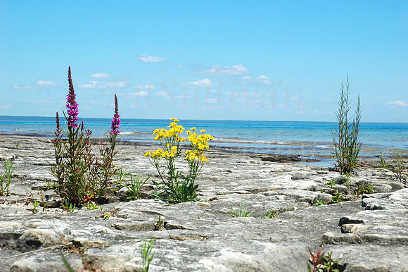 Lakefront Flowers