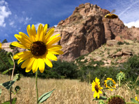 Bee and Sunflower