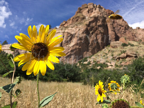 Bee and Sunflower