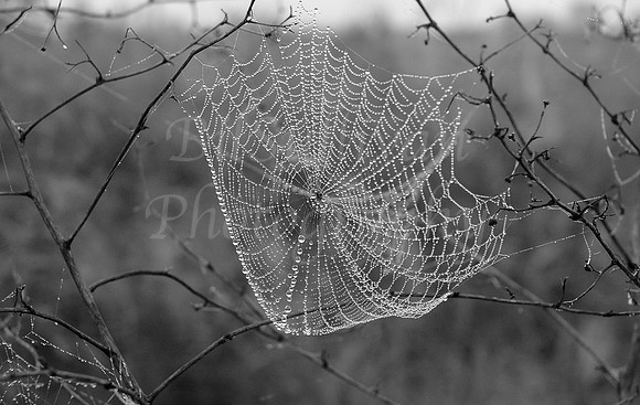 Morning Dew on Web