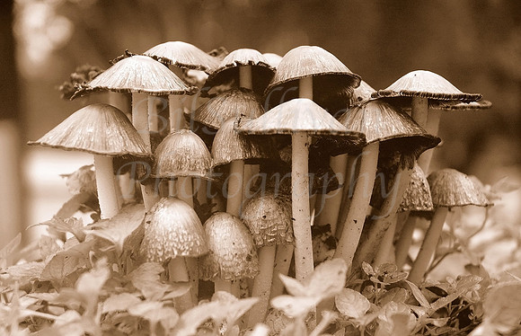 Mushrooms