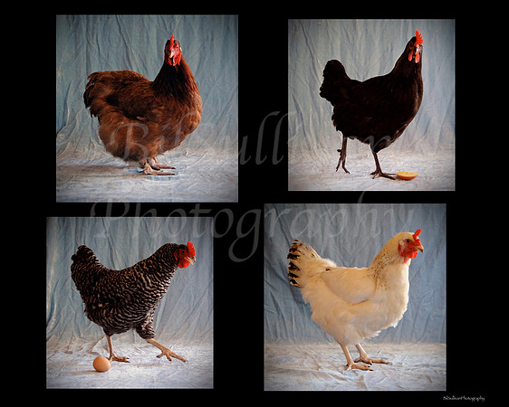 Hens