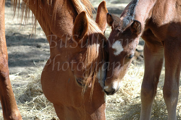 Mare & Foal