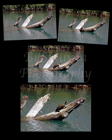 Turtle Climbing