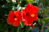Hibiscus