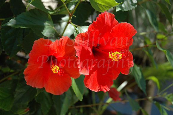 Hibiscus